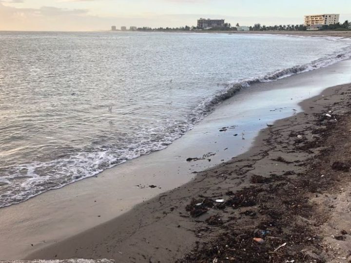 Senate moves forward with red tide research | Local News Shared By West Delray Collision